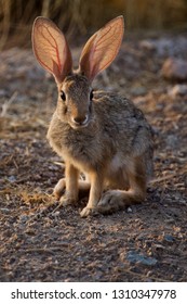 Desert Jackrabbit Listening For Predators