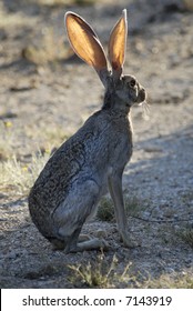 Desert Jackrabbit In Saguaro National Park