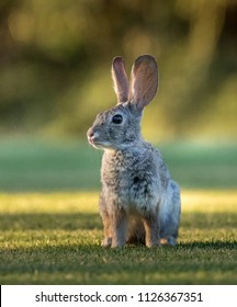 Desert Jackrabbit Sitting On A Lawn At Sunset