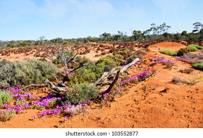 Desert Kalgoorlie  Western Australia