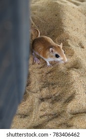 Desert Kangaroo Rat