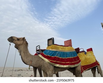 Desert King Camel. Camel Another Name Camelid