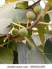 Desert King Fig Fruit Tree