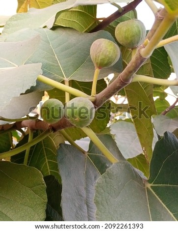 Desert King Fig fruit Tree