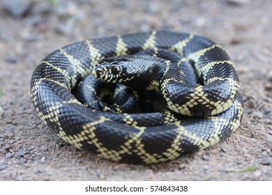 279 Desert kingsnake Images, Stock Photos & Vectors | Shutterstock