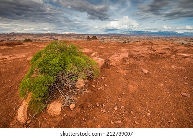 desert landscape