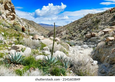 Desert landscape with desert agaves, ocotillos and barrel cactus in the arid mountains of Agua Caliente County Park, Anza-Borrego, California, USA
