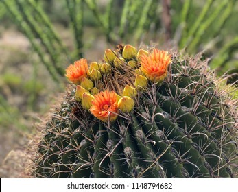 Desert Landscape - A Barrel Cactus Flowers Blooms With Blurred Background Of Ocotillos.