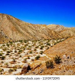 The Desert Landscape In The Coachella Valley Preserve.