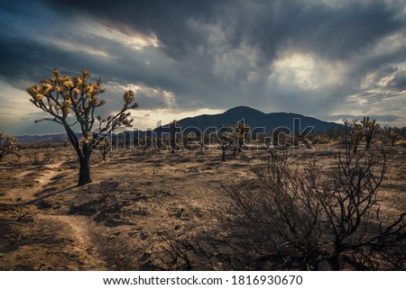 desert landscape with dramatic clouds and mountain range in the background