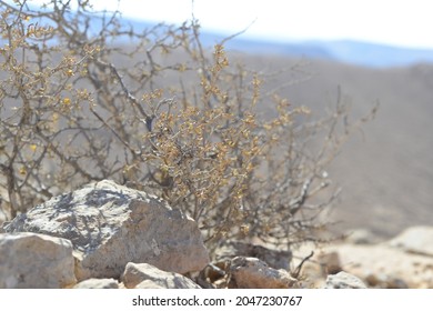 
Desert landscape with dry plants in stone dunes under sunny sky. a dry thorny plant in desert with big stones in the background. 