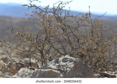 Desert landscape with dry plants in stone dunes under sunny sky. a dry thorny plant in desert with big stones background. Rocky landscape desert hill formations of the Negev Desert in Israel.