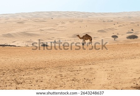 Desert landscape featuring Middle Eastern camels in the Wahiba Sands of Oman.