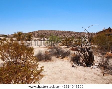 A desert landscape featuring sand, hillls, and a variety of arid loving foliage and plant life in the Cottonwood area Joshua Tree National Park in California. 