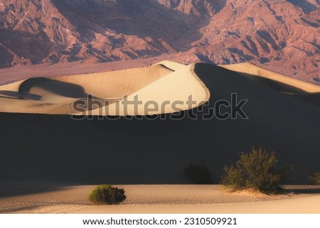 Desert landscape of the golden Mesquite flat sand dunes against the rugged badlands terrain in Death Valley National Park, California, USA.