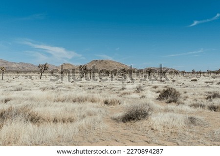 Desert Landscape in Joshua Tree National Park on a Hot Summer Day, California