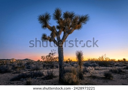 Desert Landscape, Joshua Trees (Yucca brevifolia) at sunset, White Tank Campground, Joshua Tree National Park, Desert Center, California, USA