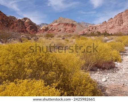Desert landscape, Las Vegas, Nevada 