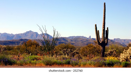 Desert Landscape Near Phoenix Arizona