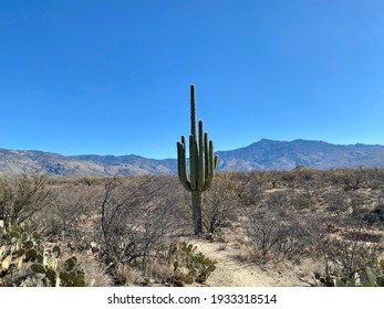 Desert Landscape - Saguaro Cactus with a blue sky and mountain background in Southern Arizona.