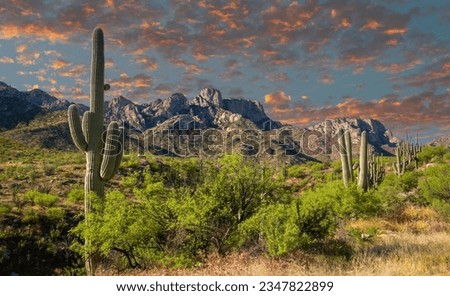 Desert landscape with saguaro cactus and Santa Catalina mountains, Saddlebrooke Arizona