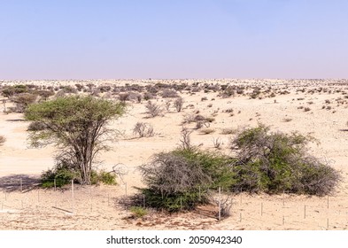 Desert Landscape With Desert Shrubs And Small Desert Plants