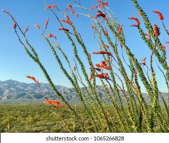 Desert Landscape  - Spring at Saguaro National Park, Ocotillos, and Mountain Background.