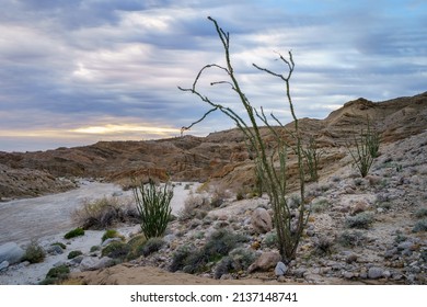 Desert landscape at sunset. Ocotillo plant in the desert. 