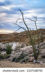 Desert landscape at sunset. Ocotillo plant in the desert. 