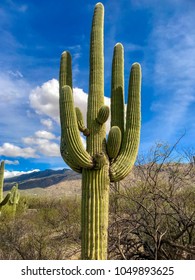 Desert Landscape At Tucson, Arizona's Saguaro National Park.