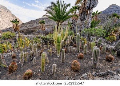 A desert landscape with a variety of cacti and palm trees. Concept of dryness and aridity, with the cacti and palm trees being the only signs of life in the barren landscape - Powered by Shutterstock