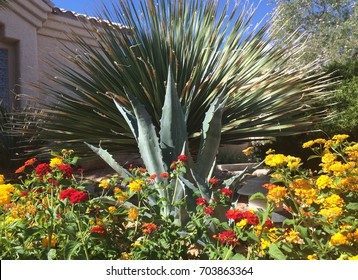 Desert Landscaping