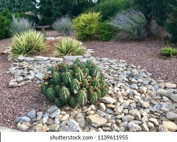 Desert Landscaping With Rock, Cactus And Yucca