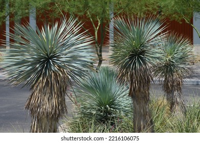 Desert Landscaping With Yucca Tree Plants