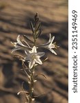 Desert Lily blooming in a field of desert wildflowers in the Algodones Dunes of southern California