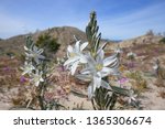 Desert lily blooming in spring, Anza Borrego Desert State Park, CA