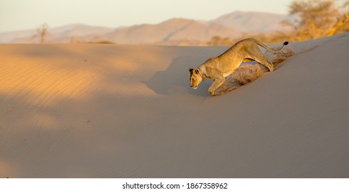 Desert Lion In The Damaraland Namibia