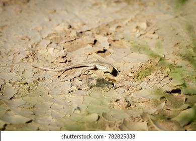 Desert lizard in camouflage 