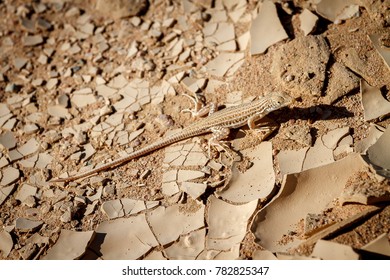 Desert lizard in camouflage 