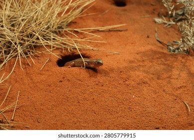 Desert Lizard Emerging from Burrow in Red Sand