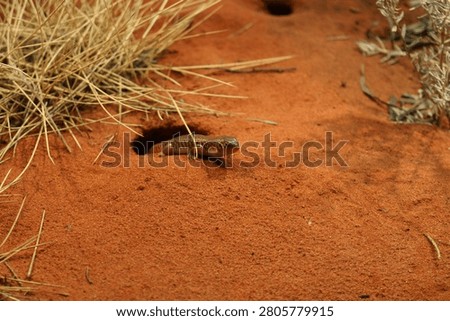 Desert Lizard Emerging from Burrow in Red Sand