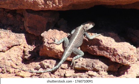 Desert Lizard In Front Of Burrow 