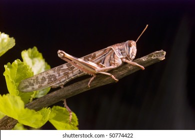 Desert Locust