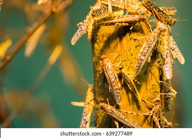 Desert Locust