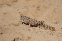 Desert Locust (Schistocerca Gregaria) Short-horned Grasshopper