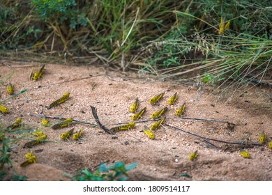 Desert Locusts on dirt road, after feeding on crops. It is a swarming short-horned grasshopper in the family Acrididae. Plagues destroy agricultural production in Africa, Samburu NP, Kenya, India.