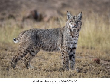 Desert Lynx