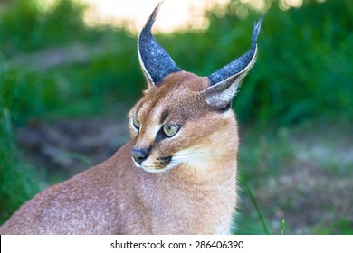 Desert Lynx (caracal) Closeup