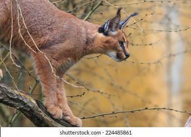 Desert Lynx On The Tree