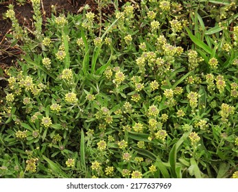 Desert Madwort (Alyssum Desertorum) In Idaho, USA.